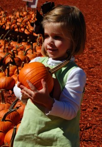 pumpkin patch dis one