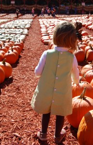 pumpkin patch perfect pumpkin